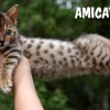 Bengal filhotes produzidos